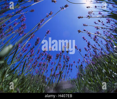 Champ de lavande, Lavandula spec., rétro-éclairage, par-dessous, Europe, France, paysages, culture, domaine, de lavande, de l'agriculture, de l'économie, les plantes, les plantes utiles, champ de fleurs de lavande, de l'économie, la nature, l'été Banque D'Images