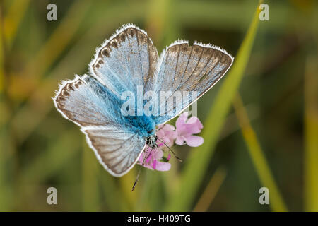 Homme Chalkhill Blue Butterfly (Polyommatus / Lysandra corydon) sur les petites fleurs Scabious Banque D'Images