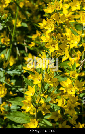 Lysimachia vulgaris Banque D'Images