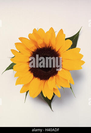 Tournesol, Helianthus, détail, blossom, nature morte, fleur, jaune, plante, nature, composites, fleur, Feuilles, studio, cut out, Banque D'Images