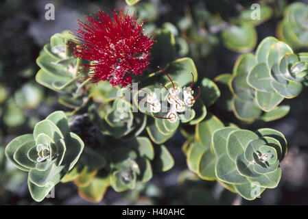 Les USA, Hawaii, Big island Islande Volcans Hawaïens, parc national, l'OHI'a lehua Metrosideros polymorpha, blossom, les États-Unis Amérique, état fédéral, les îles Hawaii, Hawaiian Islande, nature, végétation, botanique, monde végétal, plante, arbre, Banque D'Images