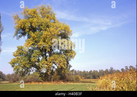 La marge sur le terrain, d'argent, peuplier Populus, Populus alb, automne, paysage, terrain, plantes, arbres, arbre, le peuplier, peuplier, peuplier, peuplier blanc d'argent, le peuplier blanc, le saule, la nature, l'autumnally familys Banque D'Images