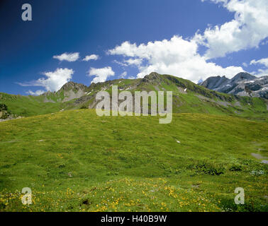 Autriche, Vorarlberg, Brandnertal, lac Lüner, alpages, l'Europe, de la vallée de Brandner, paysage de montagnes, montagnes, montagnes, montagnes, prairie, fleurs, la nature, la végétation, l'été Banque D'Images