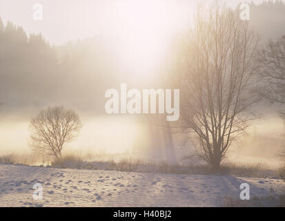 Allemagne, cauchemar de la Souabe, Gundelfingen, puissant, soleil du soir, l'hiver, l'Europe, Baden-Wurttemberg, les paysages le long de la rivière, rivière, eaux, arbustes, arbres, plantes, lumière du soir, le coucher du soleil, le brouillard, la brume, le froid, la saison, mystérieusement, Mystiquement, le repos, le silence, la solitude Banque D'Images