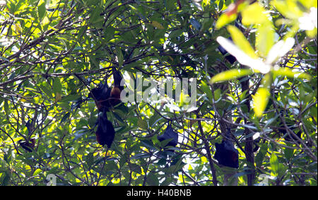 Fruit géant bat sur arbre, Indonésie Banque D'Images