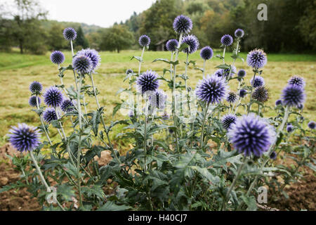 Pré, chardons, Echinops ritro sphère, détails, fleurs, plantes, fleurs, arbustes, composites, patch modification d'arbustes, fleurs, mauve, nature, botanique, à l'extérieur Banque D'Images