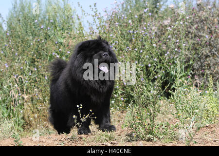 Chien chiens chow chow chow-chow chows pet pet chine noir adultes dans un pré Banque D'Images