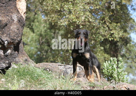 Jagdterrier chien / jagd terrier / Deutscher Jagdterrier permanent adultes attentifs des forêts Banque D'Images