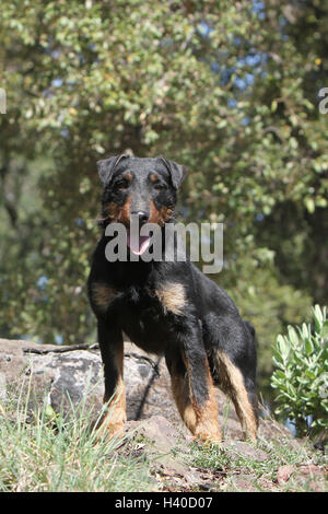 Jagdterrier chien / jagd terrier / Deutscher Jagdterrier permanent adultes attentifs des forêts Banque D'Images