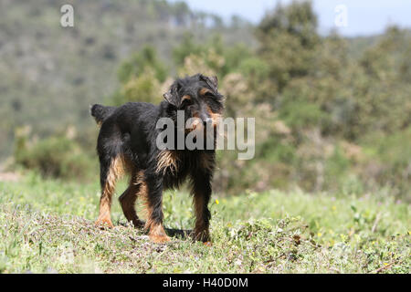 Jagdterrier chien / jagd terrier / Deutscher Jagdterrier chien de chasse forêt attentif permanent Banque D'Images