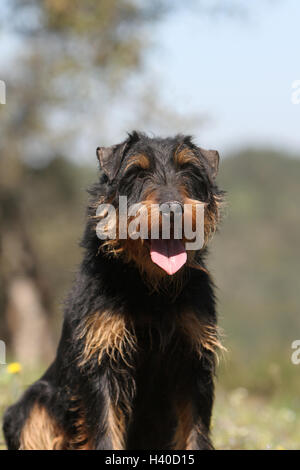 Jagdterrier chien / jagd terrier / Deutscher Jagdterrier asseoir adultes, assis, assis, siège, portrait Banque D'Images