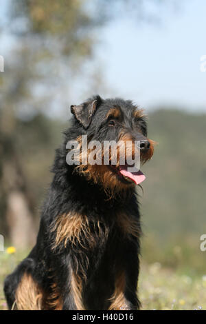 Jagdterrier chien / jagd terrier / Deutscher Jagdterrier asseoir adultes, assis, assis, siège, portrait Banque D'Images