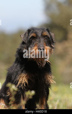 Jagdterrier chien / jagd terrier / Deutscher Jagdterrier asseoir adultes, assis, assis, siège, portrait Banque D'Images