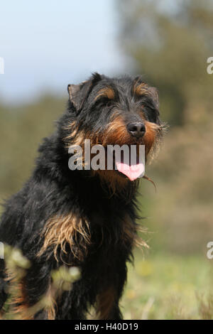 Jagdterrier chien / jagd terrier / Deutscher Jagdterrier asseoir adultes, assis, assis, siège, portrait Banque D'Images