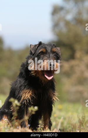 Jagdterrier chien / jagd terrier / Deutscher Jagdterrier asseoir adultes, assis, assis, siège, portrait Banque D'Images