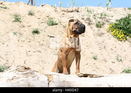 Chien Shar Pei d'exécution sur la plage Banque D'Images