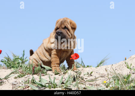Chien Shar Pei fauve chiot assis sur la plage des dunes dunes coquelicots pavot fleur fleurs pavot rouge Banque D'Images