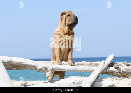Chien Shar Pei permanent adultes sur la plage maison de ciel bleu sur une souche d'arbre sur un bois d'une forêt de journal sur un tronc d'arbre bois forêt Banque D'Images