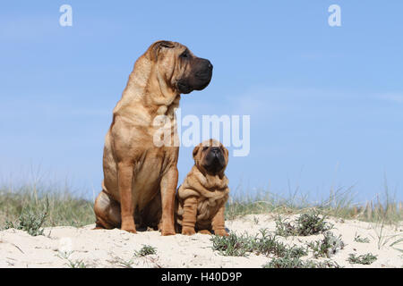 Shar Pei chien et chiot adultes sur la plage plages sur la mer de sable dans l'été chaud vacances soleil vacances dunes dunes Banque D'Images