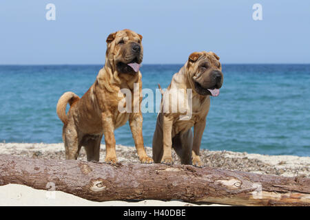 Chien Shar Pei / deux adultes assis sur la plage sur une ligne réseau Banque D'Images