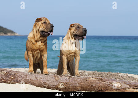 Chien Shar Pei / deux adultes assis sur la plage sur une ligne réseau Banque D'Images