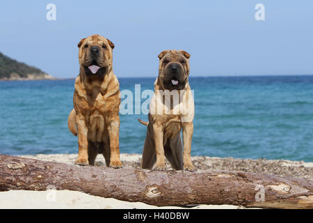 Chien Shar Pei / deux adultes assis sur la plage sur une ligne réseau Banque D'Images