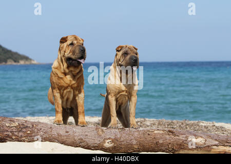Chien Shar Pei / deux adultes assis sur la plage sur une ligne réseau Banque D'Images