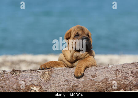 Chiot Chien Shar Pei assis sur un faon faon bois rouge-rouge Banque D'Images