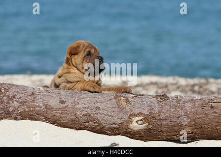 Chiot Chien Shar Pei assis sur un faon faon bois rouge-rouge Banque D'Images