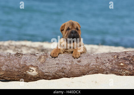 Chiot Chien Shar Pei assis sur un faon faon bois rouge-rouge Banque D'Images