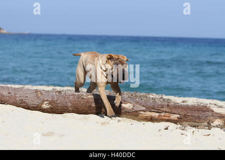 Chien Shar Pei des profils d'exécution saut saut saut de 'bois' sur un tronc d'arbre un obstacle un obstacle agile agilité agile en déplacer movin Banque D'Images