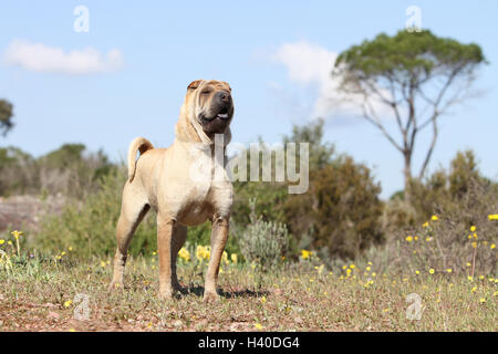 Chien Shar Pei fauve sable adultes debout Banque D'Images