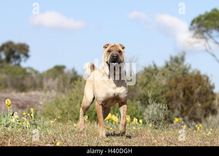 Chien Shar Pei fauve sable adultes debout Banque D'Images