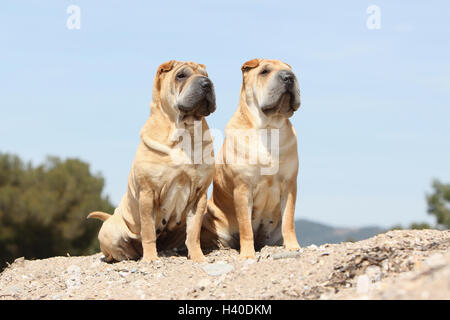 Chien Shar Pei / deux adultes assis sur la plage Banque D'Images
