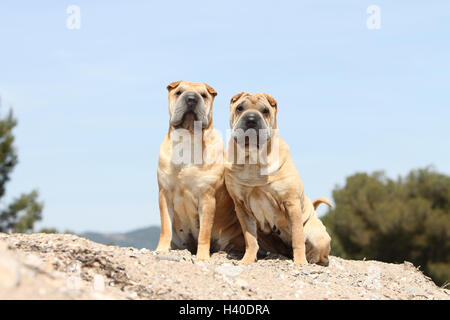 Chien Shar Pei / deux adultes assis sur la plage Banque D'Images