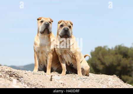 Chien Shar Pei / deux adultes assis sur la plage Banque D'Images