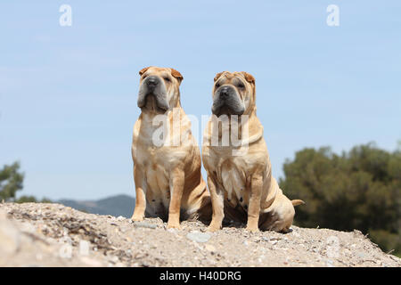 Chien Shar Pei / deux adultes assis sur la plage Banque D'Images