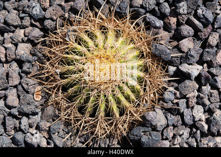 Fuerteventura, Îles Canaries, Afrique du Nord, Espagne : nature et de la flore, un succulent croissant sur les pierres noires Banque D'Images