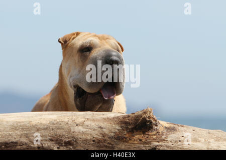Chien Shar Pei portrait visage adultes adultes sable fauve ciel bleu Banque D'Images