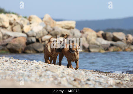 Chien Shar Pei deux adultes jouant sur la plage Banque D'Images