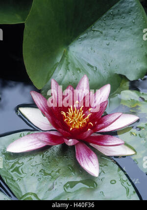 Étang, nénuphar, Nymphaea spec., Water Lily, la flore, la végétation, l'eau, exotique, nénuphars, plantes d'eau, usines d'eau, plante, plante, plantes, étang étang plantes, fleurs, fleur, fleur, fleur, doucement, rose, mauve, bichrome, étang de jardin, nénuphar pon Banque D'Images