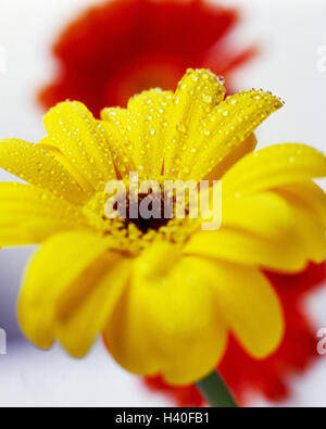 Gerbera, détails, fleurs, jaune, rouge, les chutes d'eau, fleurs, fleurs, fleurs, têtes de plantes, fleurs coupées, composites, de la langue, des pétales de fleurs, botanique, fleurs d'été, humide, l'humidité, humidité, goutte, goutte de rosée, photographie de produits Banque D'Images
