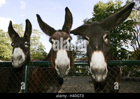 Zoo, Poitou-chambre, trois ânes, vue, clôture, portrait, parc animalier, boîtier, animaux, mammifères, profiter des animaux, des bêtes de somme, équitation, uncloven les animaux à onglons, Perissodactyla, ânes, 'Donkeys', Equus africanus asinus suivantes, Equus asinus Asinus âne, chambre gigantesque, Donkey, âne de race, de la tenue des animaux domestiques Banque D'Images