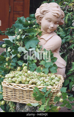 La figure de jardin, couverts, personne commune, le houblon, Humulus lupulus, panier de fruits, nature, botanique, bouchon de jardins, plantes, arbustes, arbuste grimpant, grimpeur, plante ornementale, chanvre, Cannabaceae, hop, ombelles, ombelles, bouchons, sauts, Hopf Hoppen, inflorescences, ho Banque D'Images