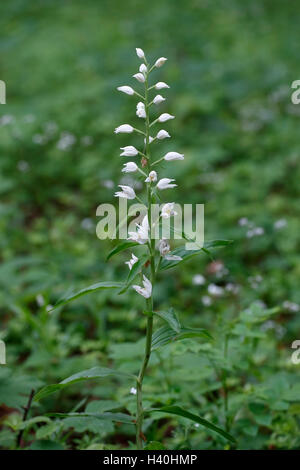 Cephalanthère à orchid (Cephalanthera longifolia) croissant à l'ombre dans les bois dans le Hampshire, England, UK Banque D'Images