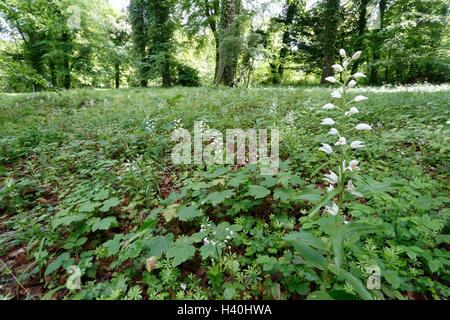 Cephalanthère à orchid (Cephalanthera longifolia) croissant à l'ombre dans les bois dans le Hampshire, England, UK Banque D'Images