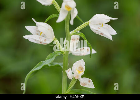 Cephalanthère à orchid (Cephalanthera longifolia) croissant à l'ombre dans les bois dans le Hampshire, England, UK Banque D'Images