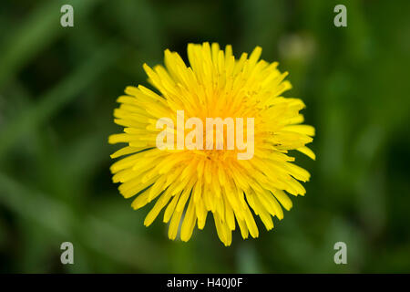 Close-up de tête fleur jaune vif d'une politique commune de pissenlit - la floraison des plantes vivaces herbacées, considérée comme une mauvaise herbe envahissante. Banque D'Images