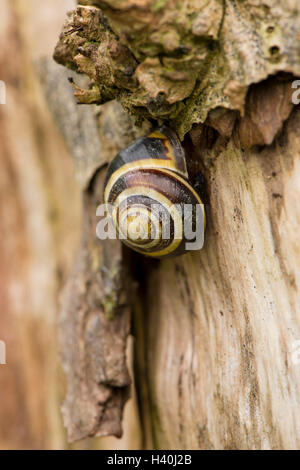 Avec spirales brune sur sa coquille, le brown-lipped snail (escargot) Grove est bien camouflée contre l'écorce des arbres - FR, UK. Banque D'Images