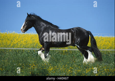 Cheval noir et blanc pr animal animaux mammif res marins